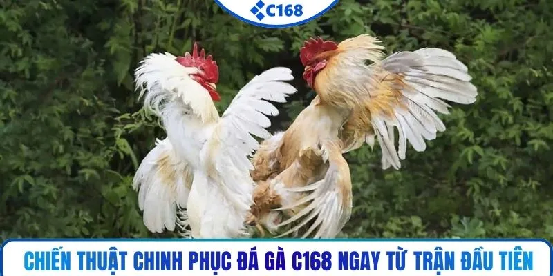 Chiến thuật chinh phục đá gà C168 ngay từ trận đầu tiên
