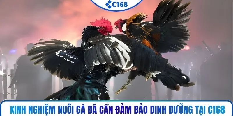 Kinh nghiệm nuôi gà đá cần đảm bảo dinh dưỡng tại C168